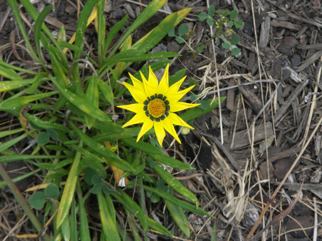 fleurs gardenroute